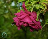 Rose 8K009D-16